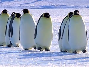 Snow Chick: A Penguin's Tale