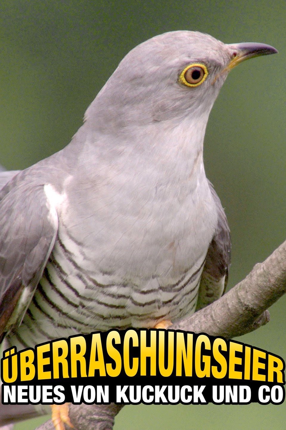 Uberraschungseier: Neues von Kuckuck und Co.