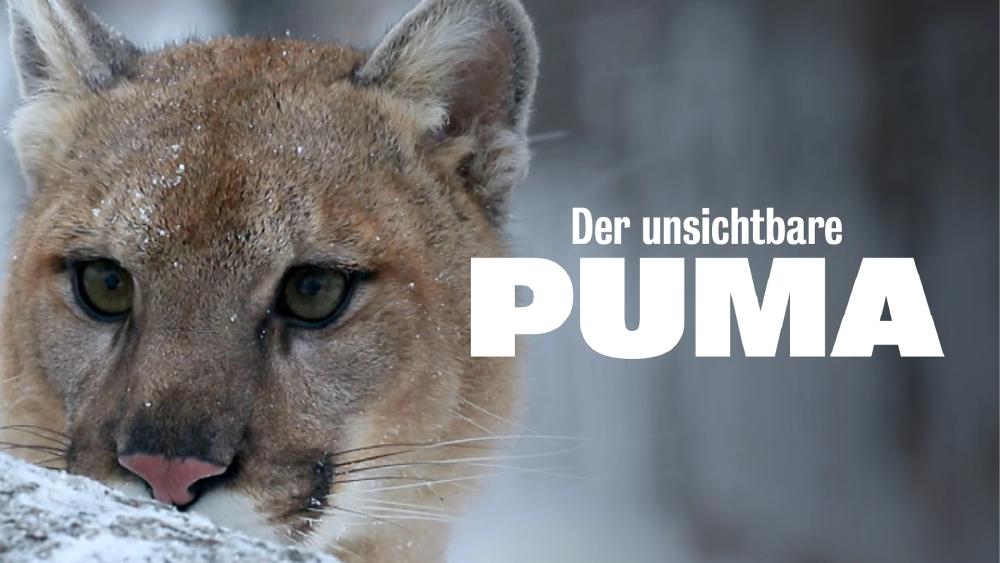 Puma, le fantome du Gevaudan
