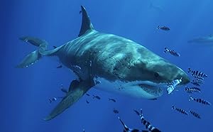 Most Wanted Sharks