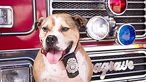 2021 American Humane Hero Dog Awards