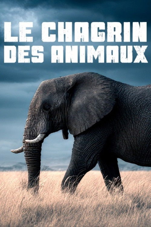 Le Chagrin Des Animaux: Mythe OU Realite ?