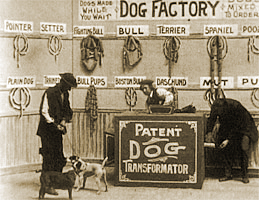 Dog Factory