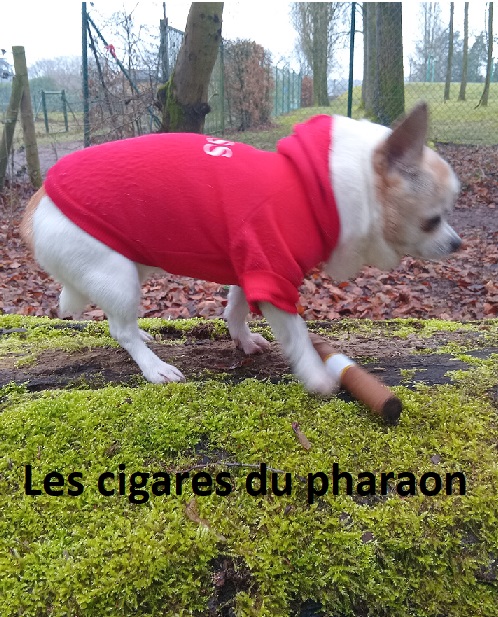 Les cigares du pharaon