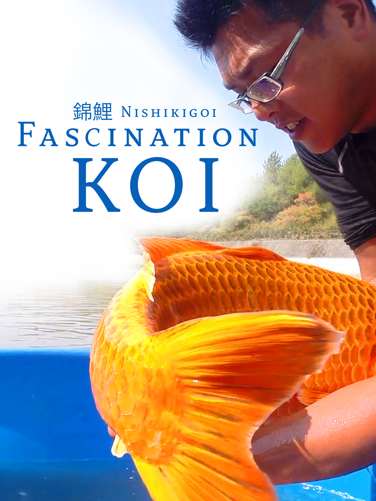 Nishikigoi - Fascination Koi
