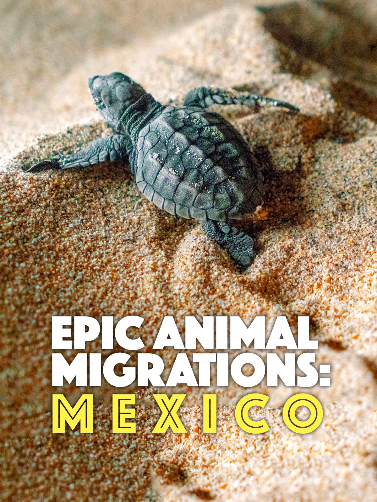Epic Animal Migrations: Mexico