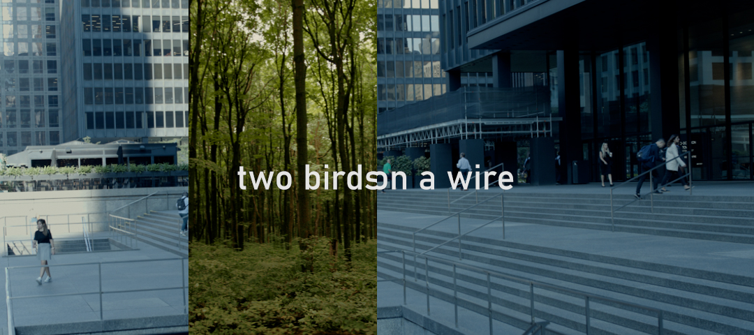 Two Birds on a Wire