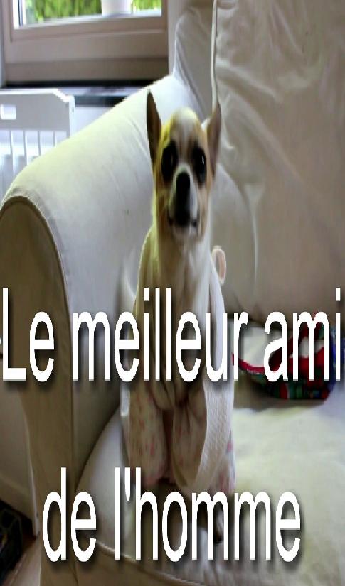 Le meilleur ami de l'homme
