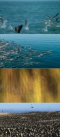 Our Planet S01 720p x265-ZMNT