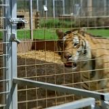 Surviving Joe Exotic 2020 720p WEBRip x264-CAFFEiNE[TGx]