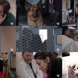 Hudson and Rex S01E07 720p HDTV x264-aAF
