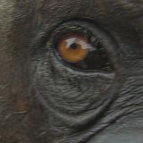 Meet The Chimps S01E06 720p WEB h264-KOGi[TGx]