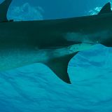 What the Shark 2020 720p WEBRip x264-CAFFEiNE[TGx]