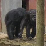Meet The Chimps S01E06 WEB x264-PHOENiX[TGx]