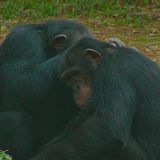 Meet The Chimps S01E05 720p WEB h264-KOGi[TGx]
