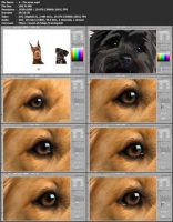 [ FreeCourseWeb ] Skillshare - Vector Illustration 1- Drawing Dogs & Animals