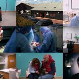The Supervet S14E02 720p HDTV x264-PLUTONiUM