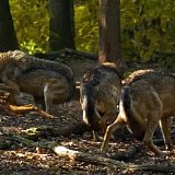 A Wild Year on Earth S01E02 720p WEB h264-BAE[TGx]