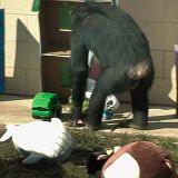 Meet The Chimps S01E03 WEB x264-PHOENiX[TGx]