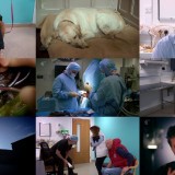 The Supervet S14E02 1080p HDTV H264-PLUTONiUM