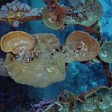 Reef Wrecks S01E03 Bahamas WEB h264-CAFFEiNE[TGx]
