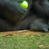 Meet The Chimps S01E04 720p WEB h264-KOGi[TGx]
