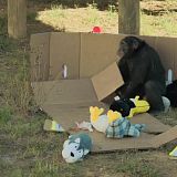 Meet The Chimps S01E03 720p WEB h264-KOGi[TGx]