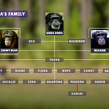 Meet The Chimps S01E02 720p WEB h264-KOGi[TGx]
