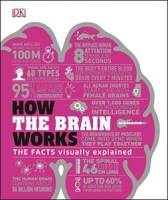 How the Brain Works: The Facts Visually Explained (How It Works) [NulledPremium]