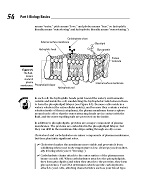 Biology For Dummies