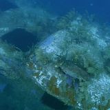 Reef Wrecks S01E04 Roatan WEB h264-CAFFEiNE[TGx]