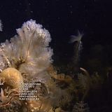 Hunt for the Giant Squid 2019 WEB x264-CAFFEiNE[TGx]