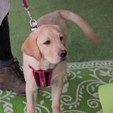 Puppy School S01E01 HDTV x264-PLUTONiUM[TGx]