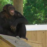 Meet The Chimps S01E04 WEB x264-PHOENiX[TGx]