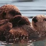 A Wild Year on Earth S01E01 WEB h264-BAE[TGx]