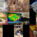 Howie Mandels Animals Doing Things S02E04 WEB x264-TBS