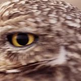 A Wild Year on Earth S01E02 REPACK 720p WEBRip x264-BAE[TGx]